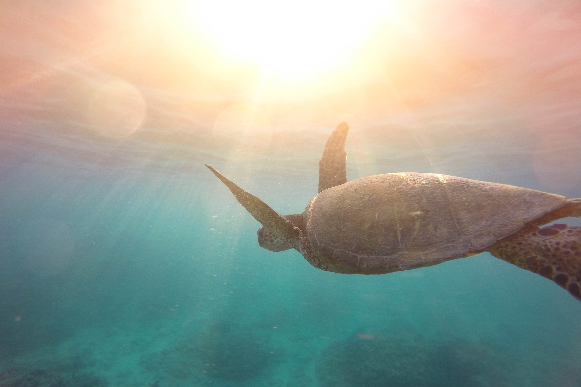 The Sea Explorer{i+1}