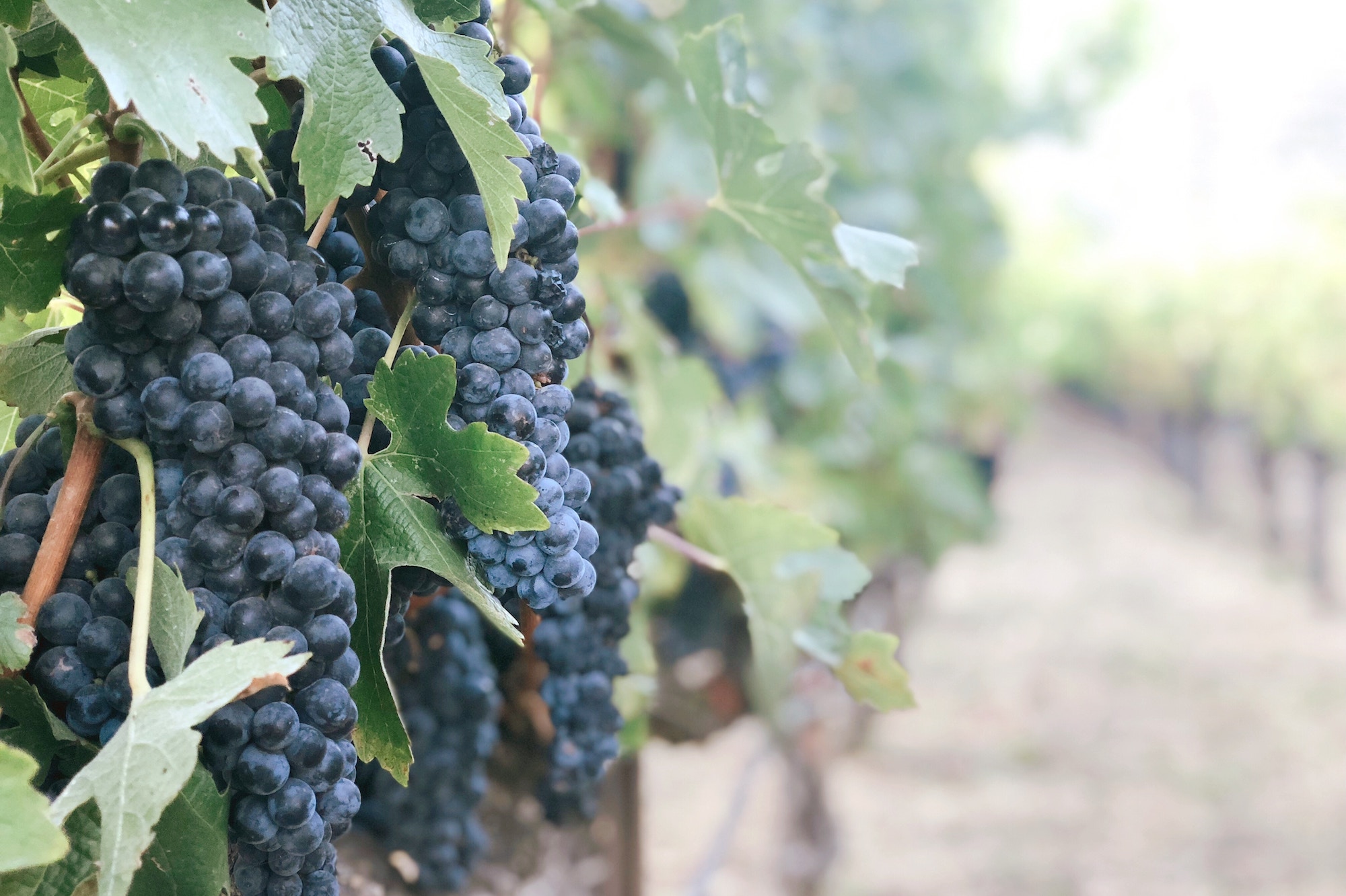 The Wine Taster{i+1}